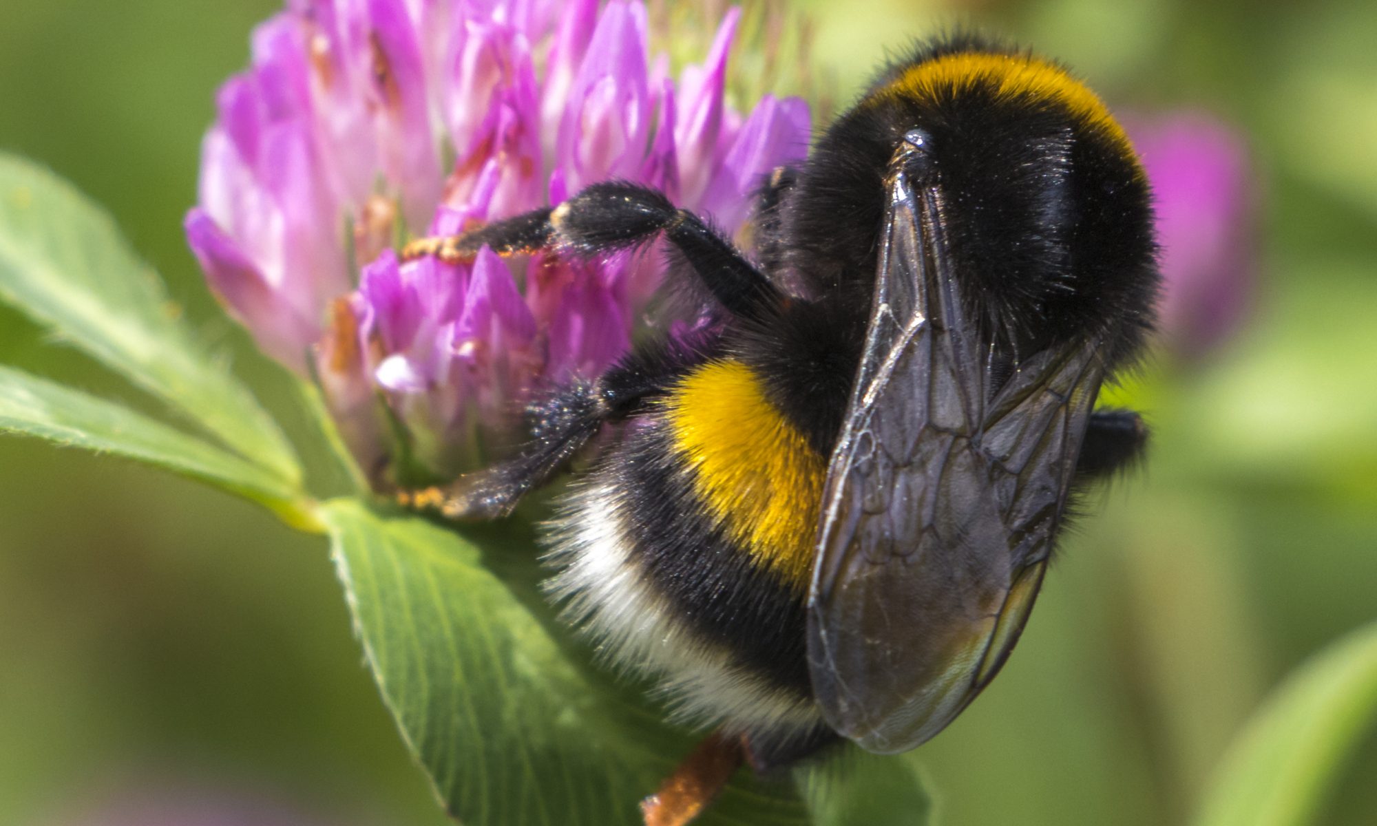 Hummel auf Blüte