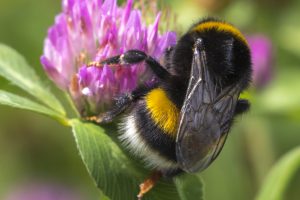 Hummel auf Blüte