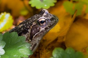 Neugieriger Frosch bei der Pilzsuche gefunden