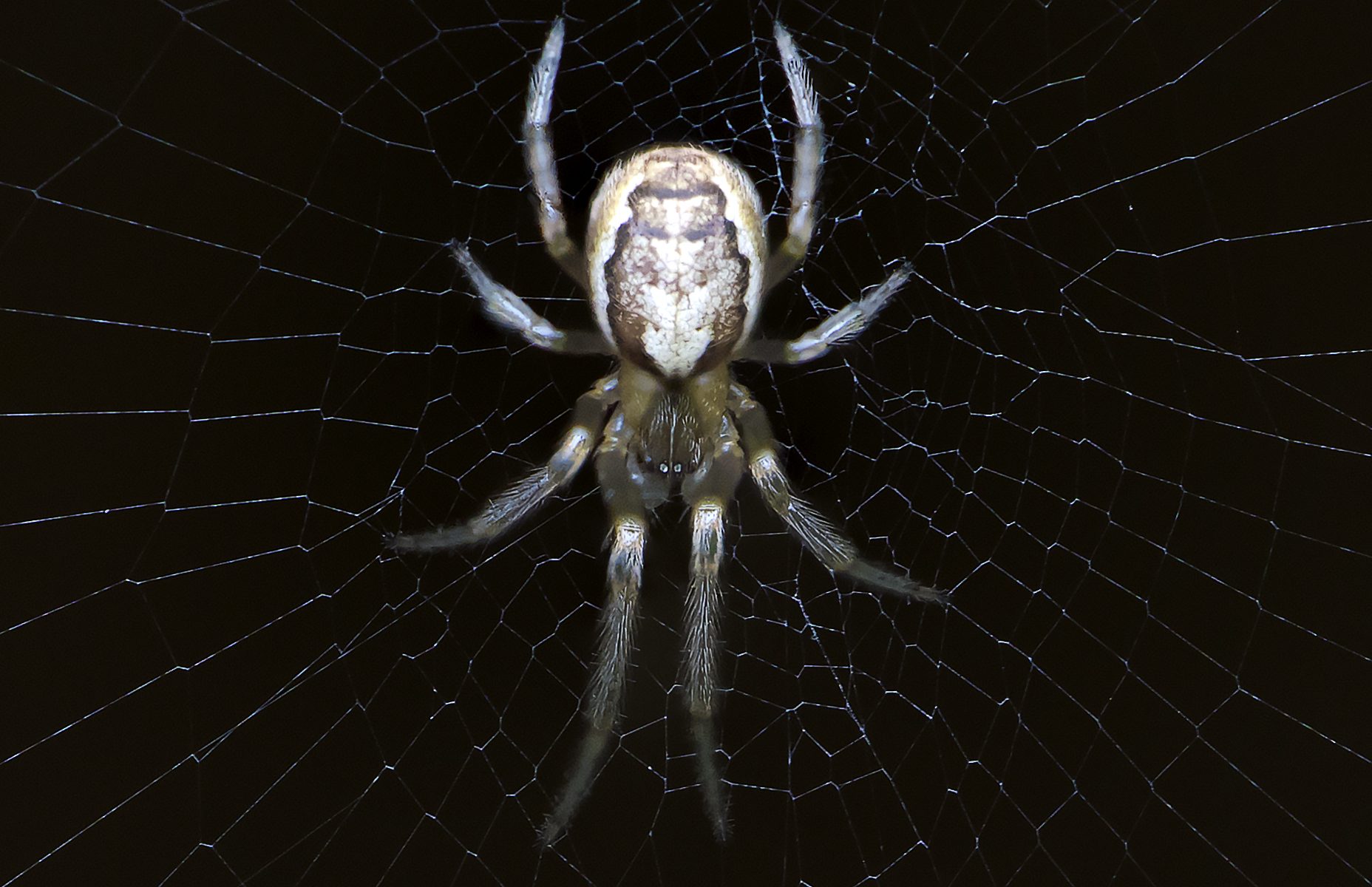 Makro Spinne