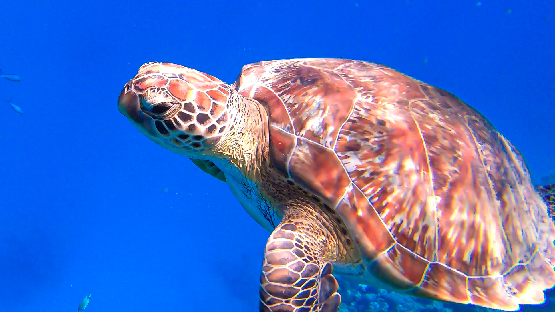 Schildkröte Marsa Alam